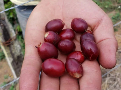 Colombia Pacamara, Light Roast - Microlot